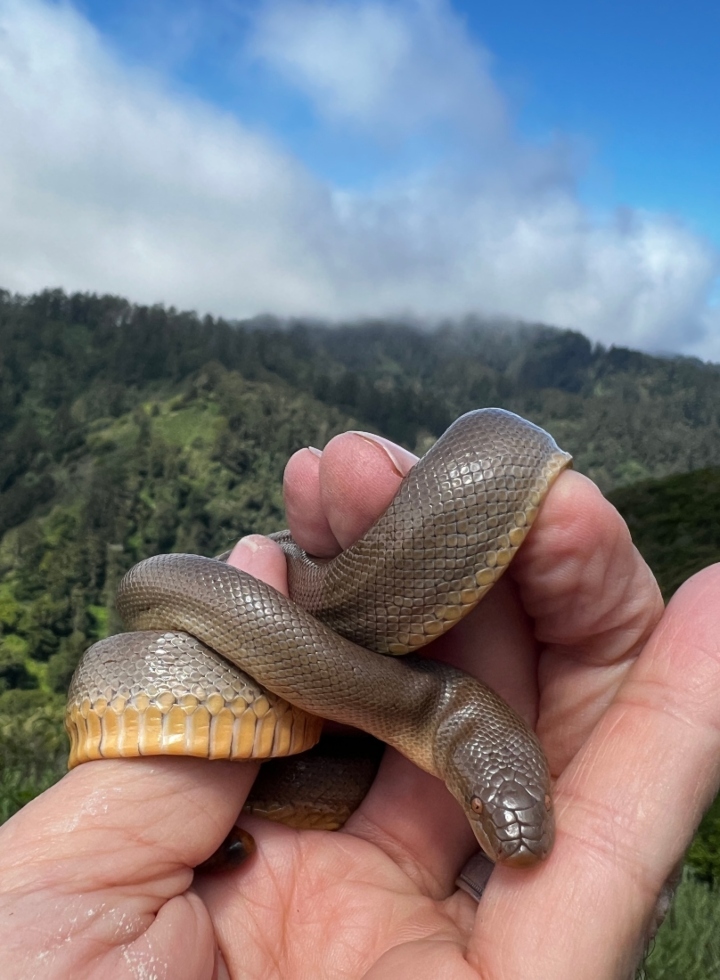 Rubber Boa
